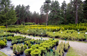 Selecting water efficient plants